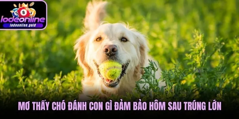 Mơ thấy chó đánh con gì đảm bảo hôm sau trúng lớn